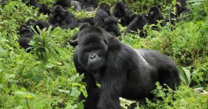 Mgahinga Gorilla National Park