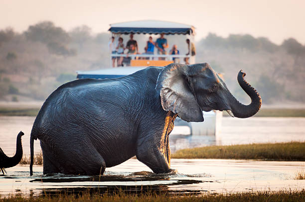 safari in Uganda 